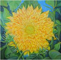 Teddybear Sunflower, No. 1