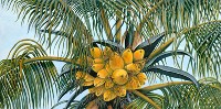 Coconut Palm Tree No. 1 by American Nature Painter, Judith A. Maddox Saylor at JAMS Artworks.com